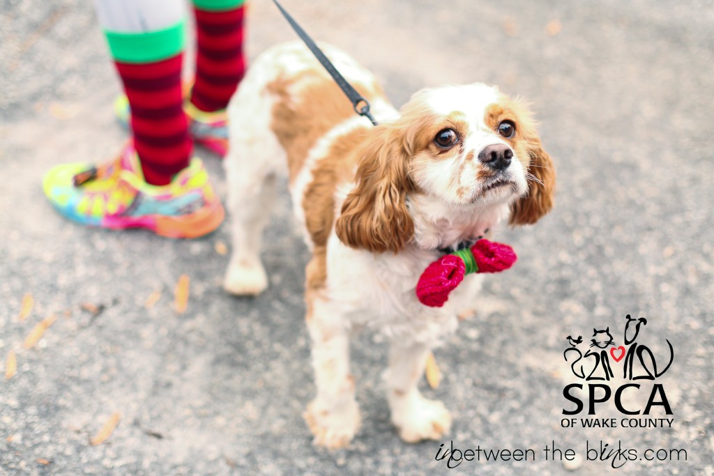 SPCA Santa Paws 5k blog 2