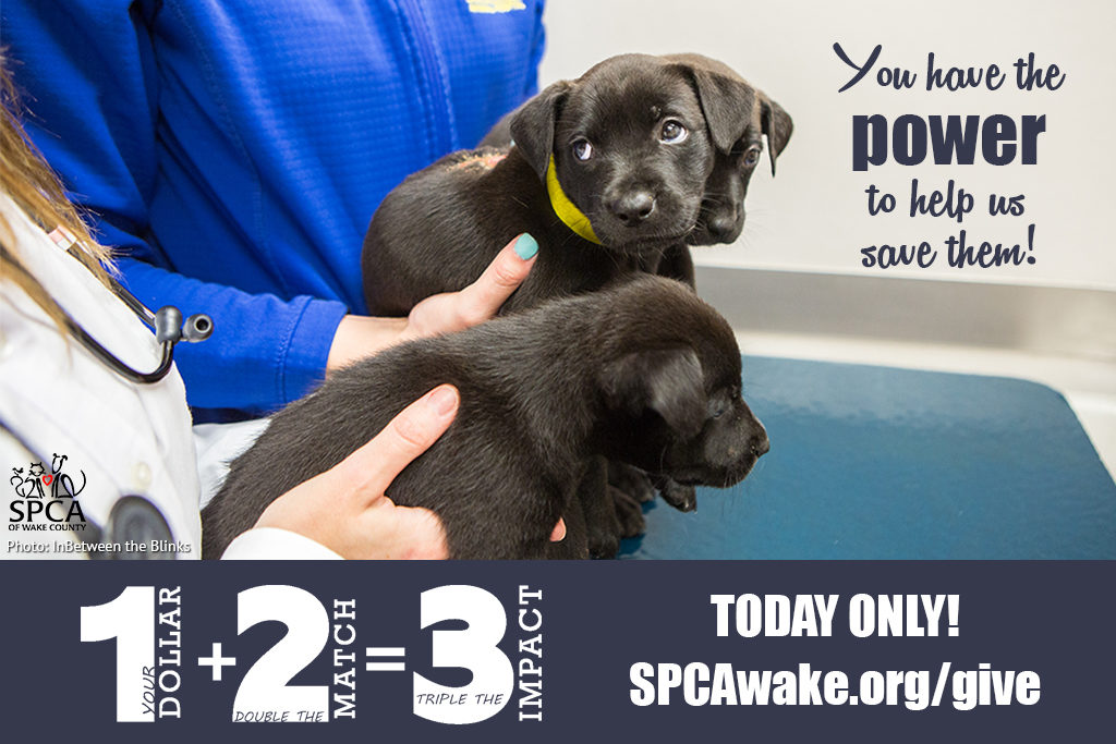 Puppies recover from burn injuries at SPCA - SPCA of Wake County