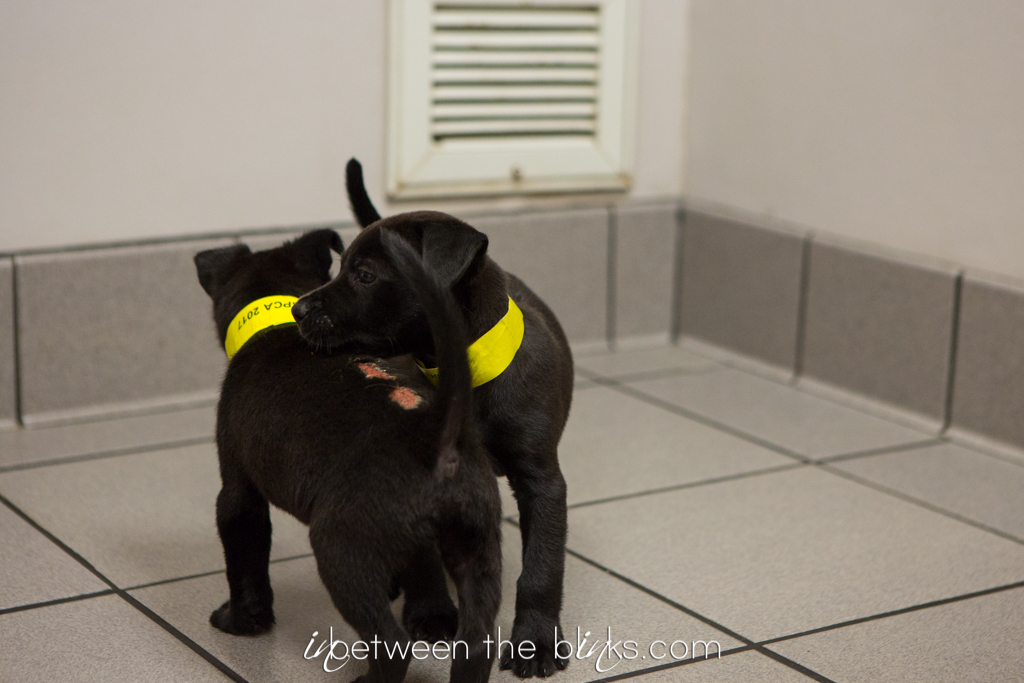 Puppies recover from burn injuries at SPCA - SPCA of Wake County