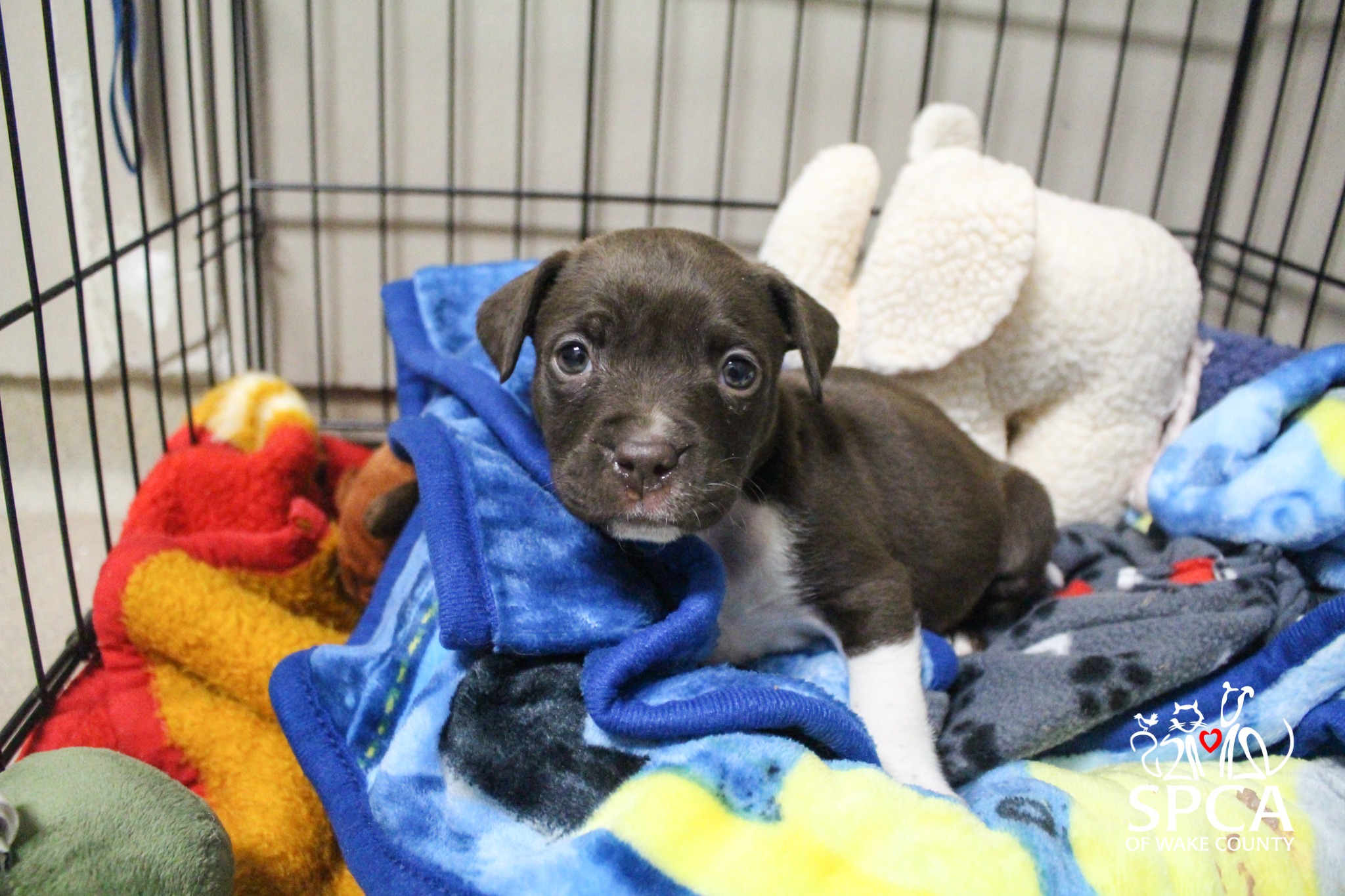 SPCA issues pet safety reminders after puppy found abandoned in freezing temperatures