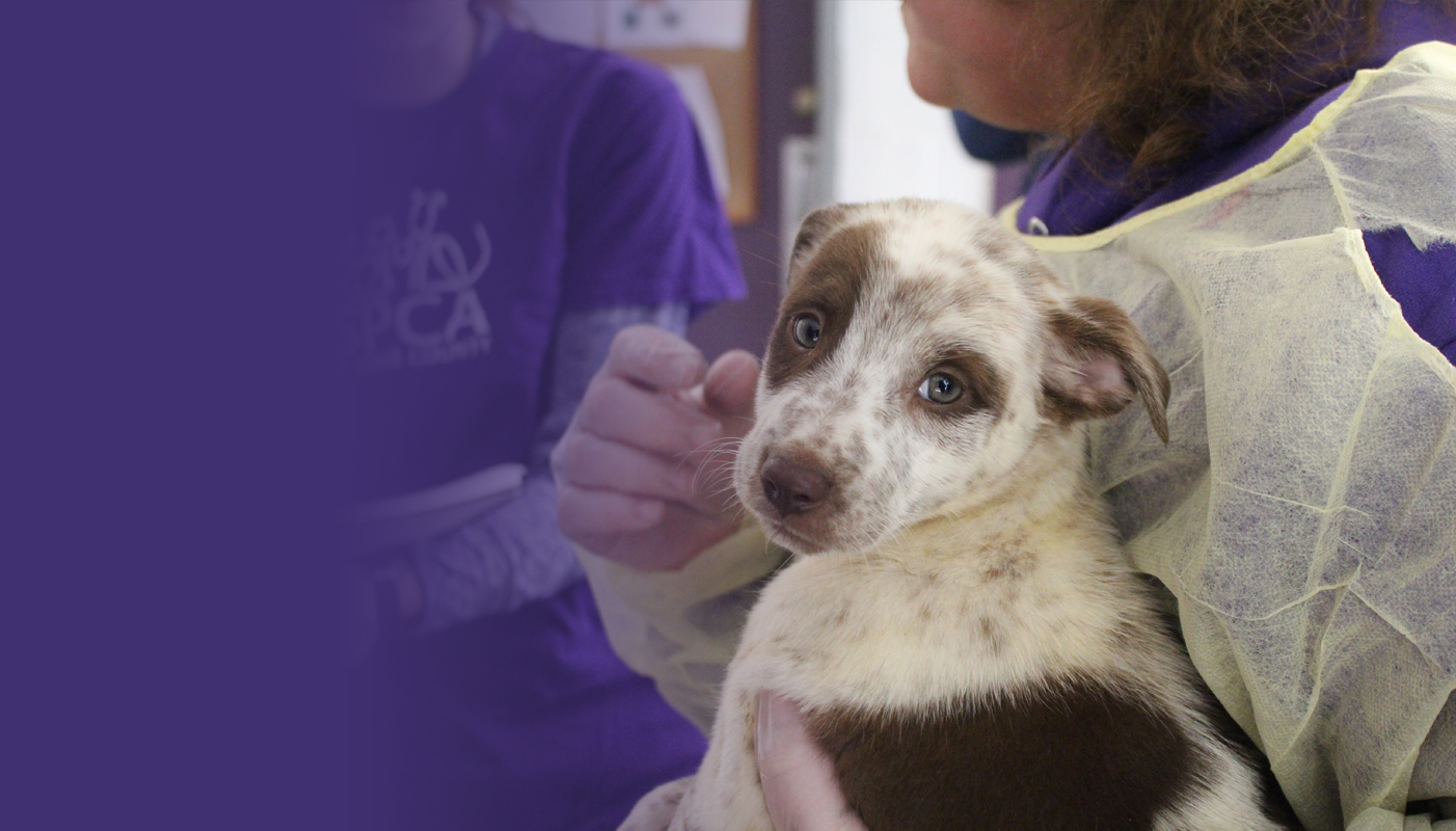 SPCA of Wake County