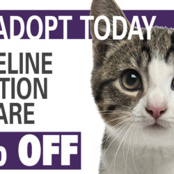 Cat and Kitten Adoption Event