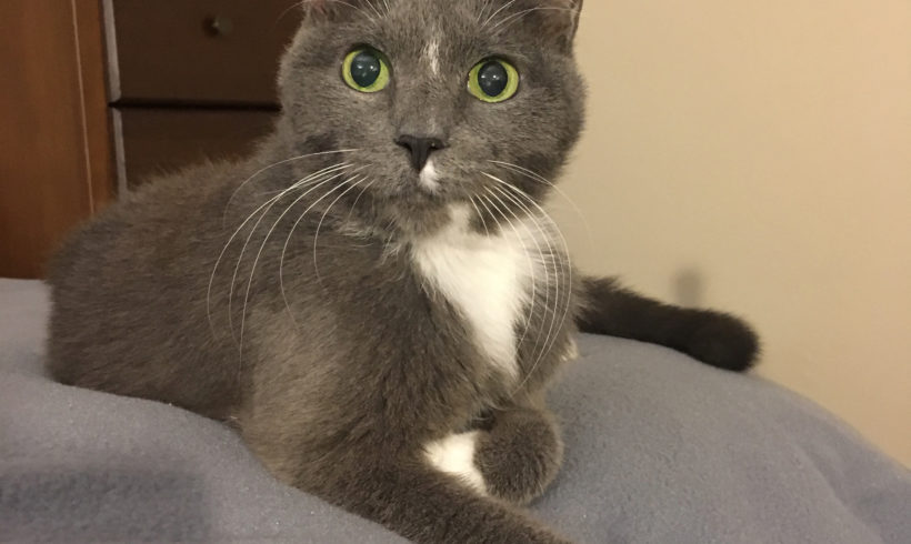 Frida: quiet home wanted for shy cat