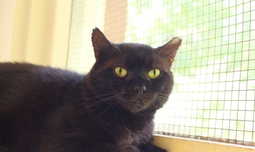 Dobie: low-maintenance black cat