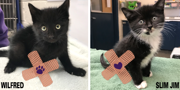 Two Kittens Found Broken and Trembling