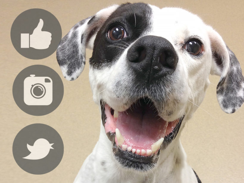 SPCA Pets on Social Media