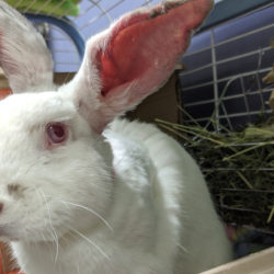 No Ordinary Rabbit Story
