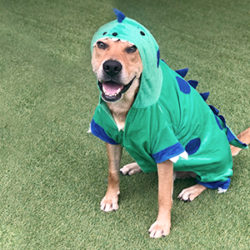 Howloween Safety Tips
