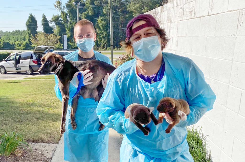 2020: The Impact We Made Together - SPCA of Wake County