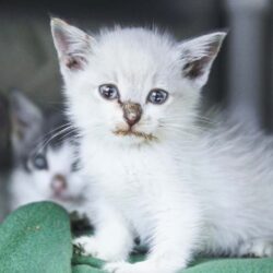 Saving Cats and Kittens by Tackling Overpopulation at the Source