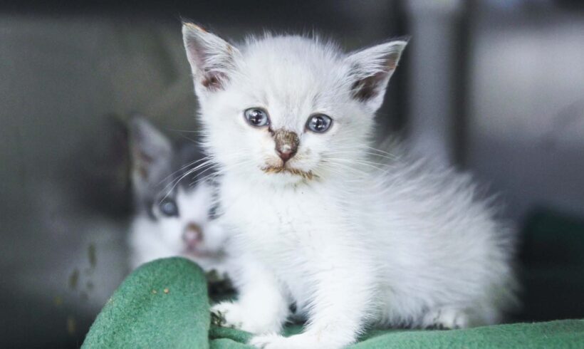 Saving Cats and Kittens by Tackling Overpopulation at the Source
