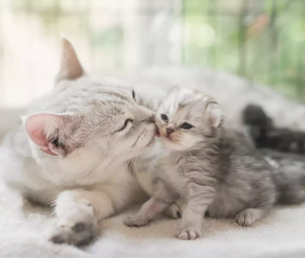 American shorthair cat kissing her kitten with love