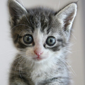 small grey kitten