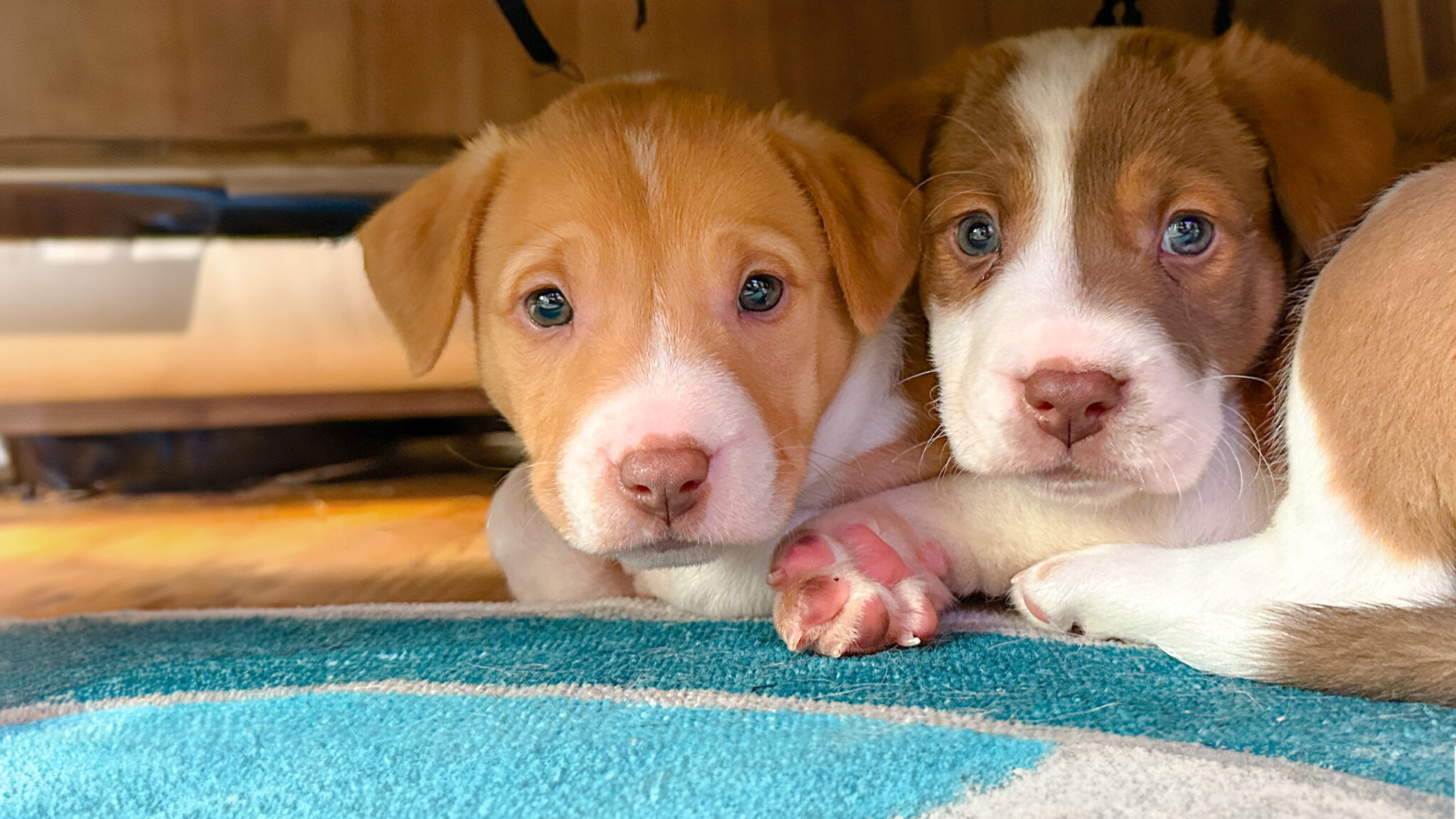 SPCA of Wake County - Raleigh Pet Adoption, Spay/Neuter Service
