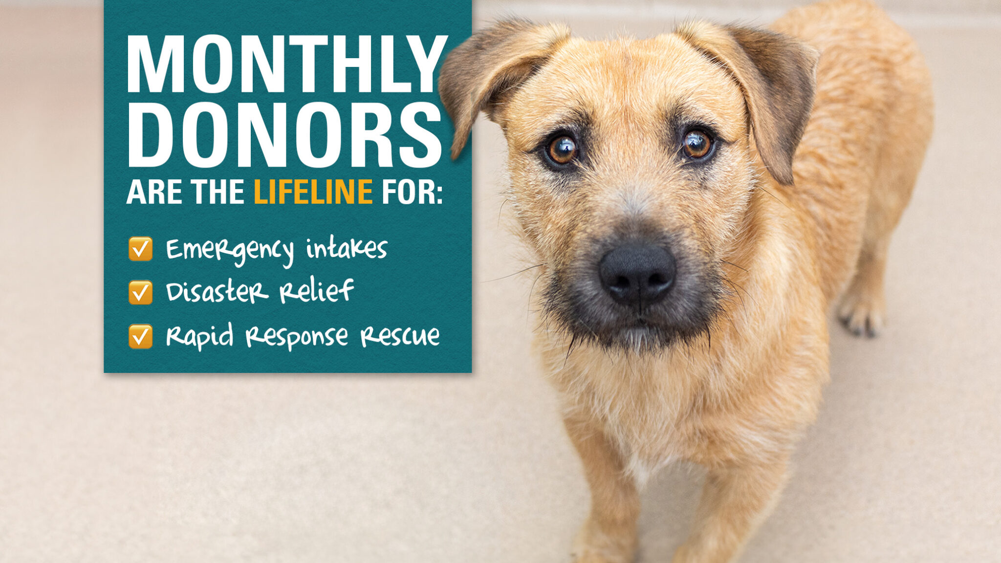 SPCA of Wake County - Raleigh Pet Adoption, Spay/Neuter Service