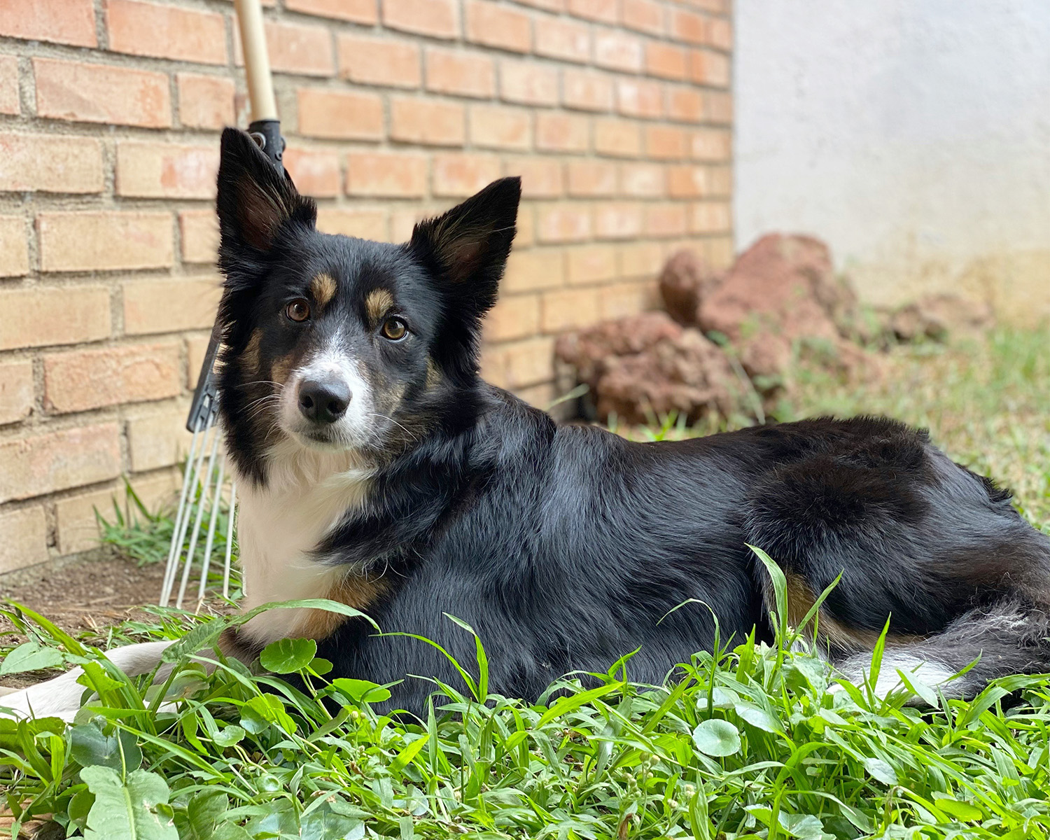 Border Collie dog lying in yard with pile of dirt