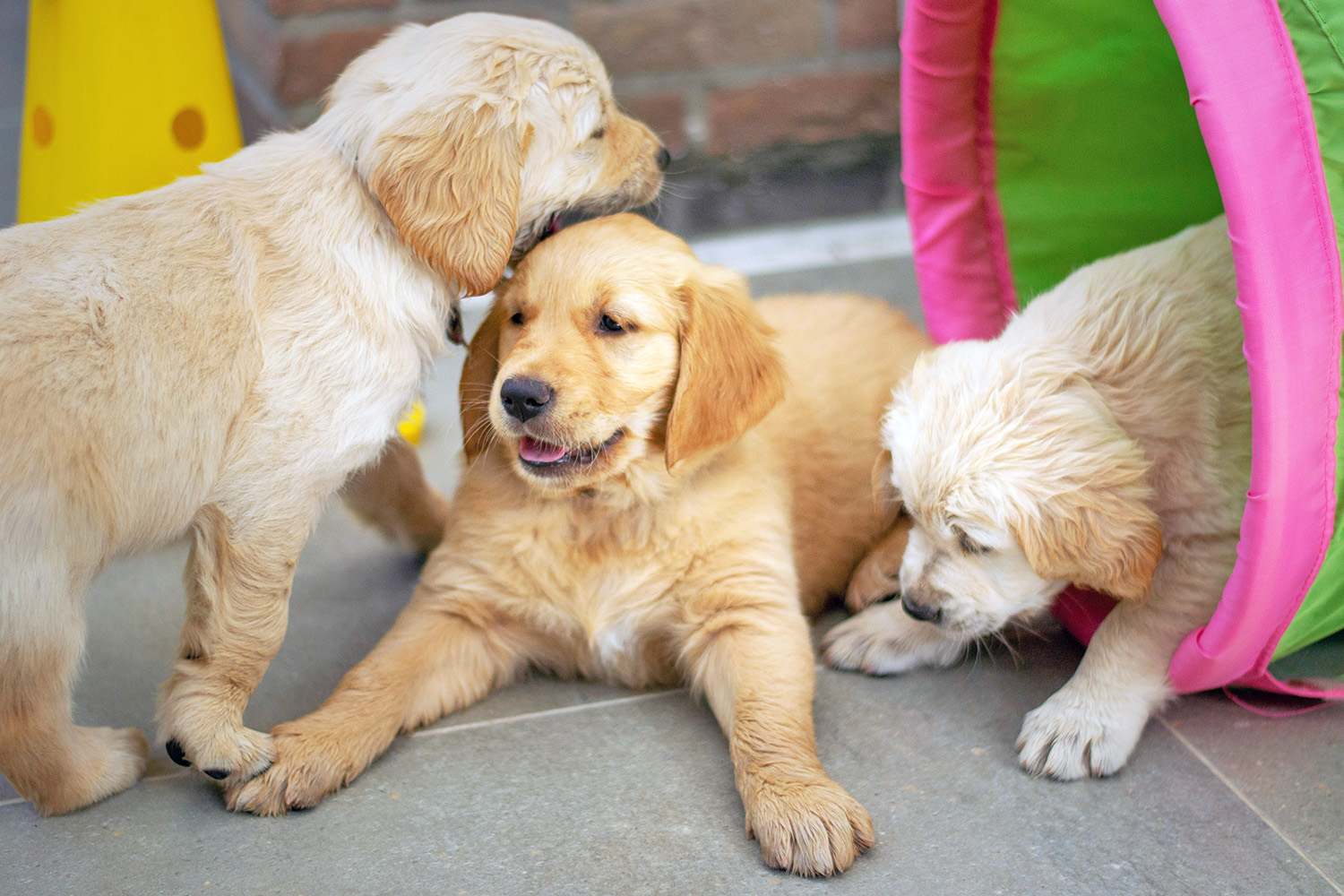 group of puppies playing together in training class