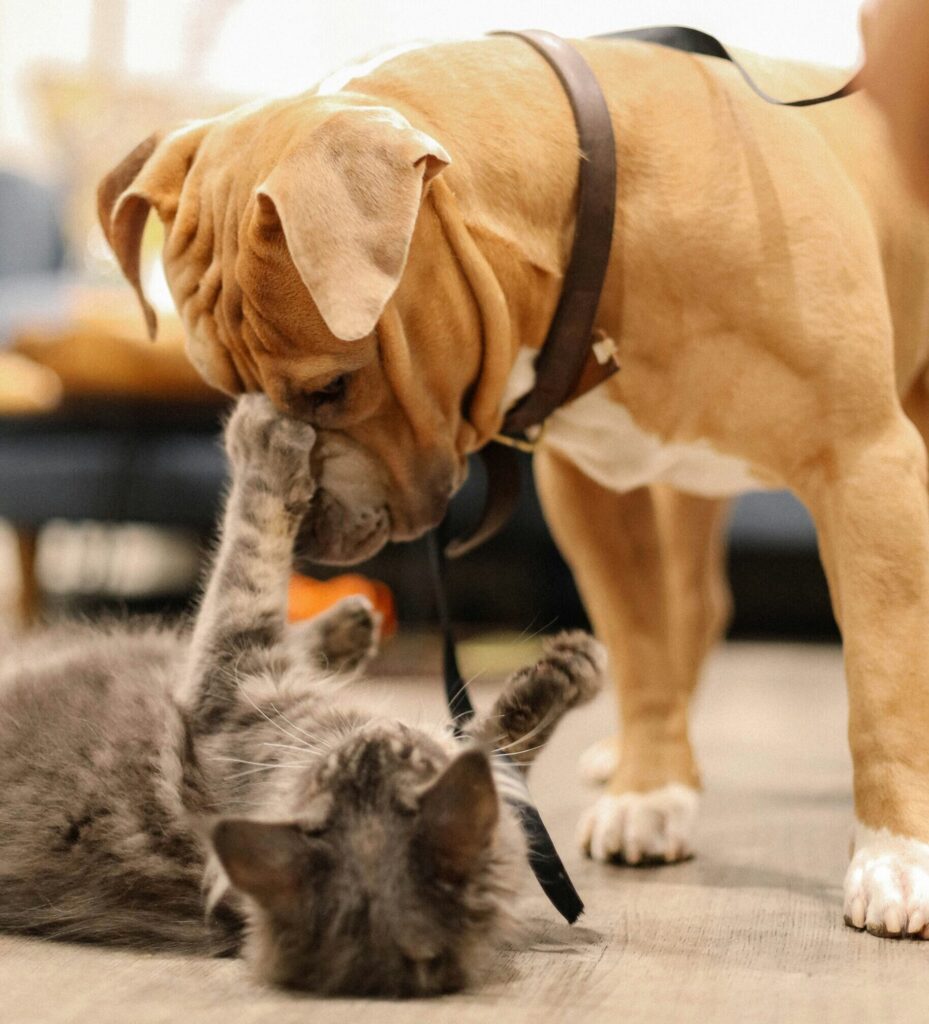 kitten and dog play together