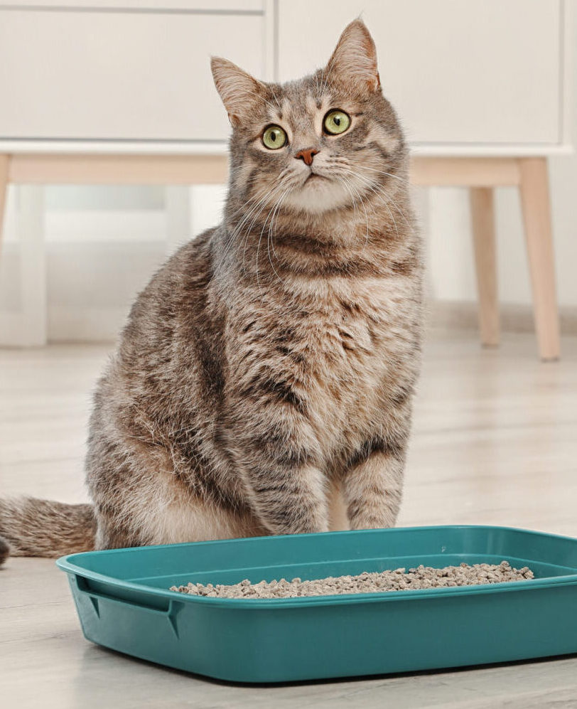 gray tabby cat sits next to litter box inside home