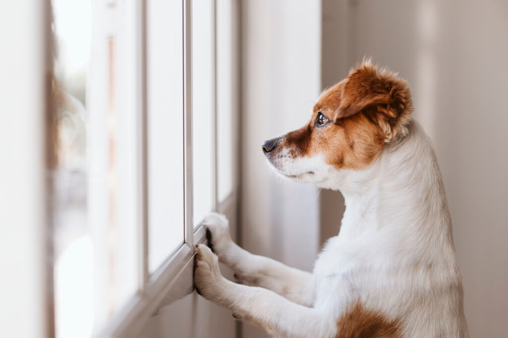 dog looking out window of house