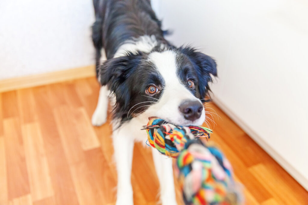 border collie dog playing tug with rope toy