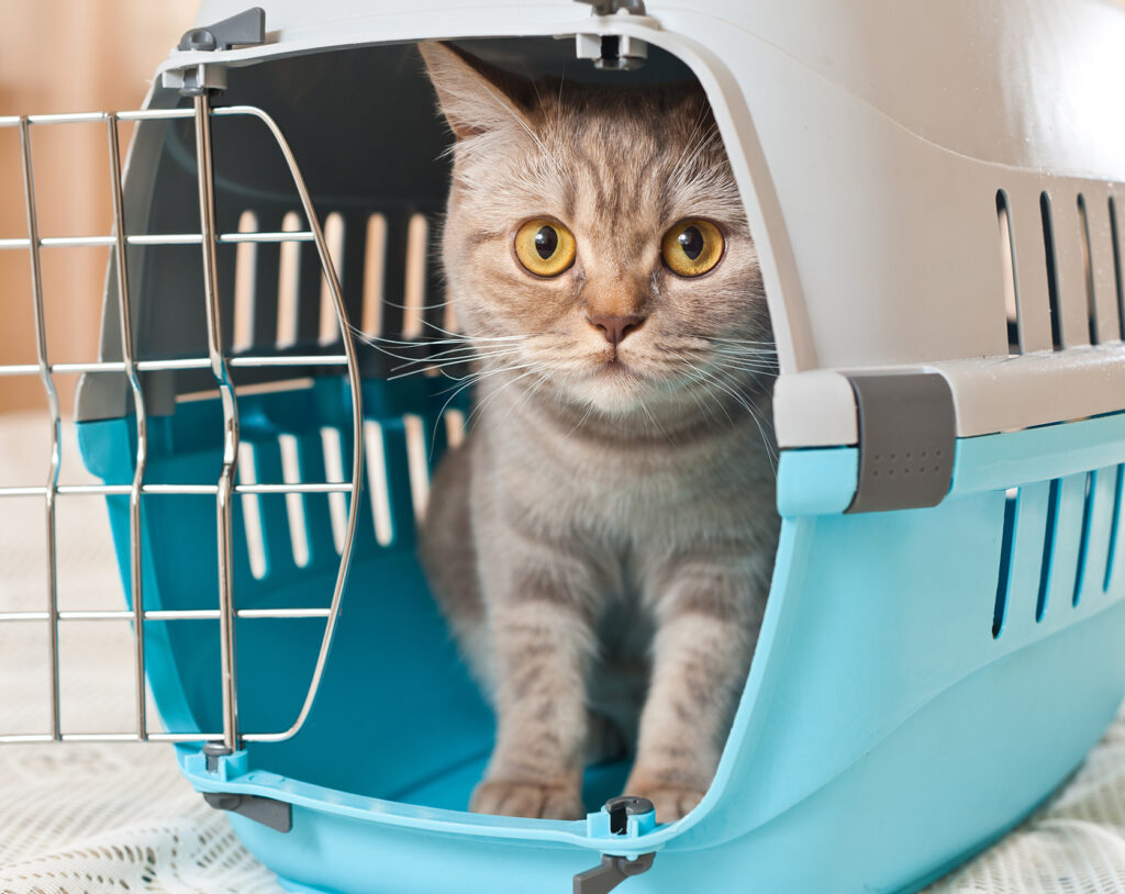 cat in cat carrier with door open