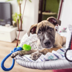 Adoption Fees Waived for Six Special Weekends This Fall