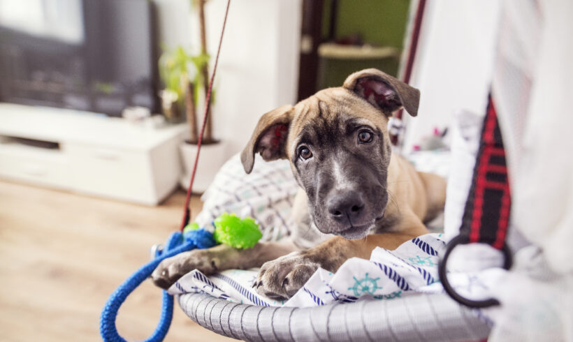 Adoption Fees Waived for Six Special Weekends This Fall