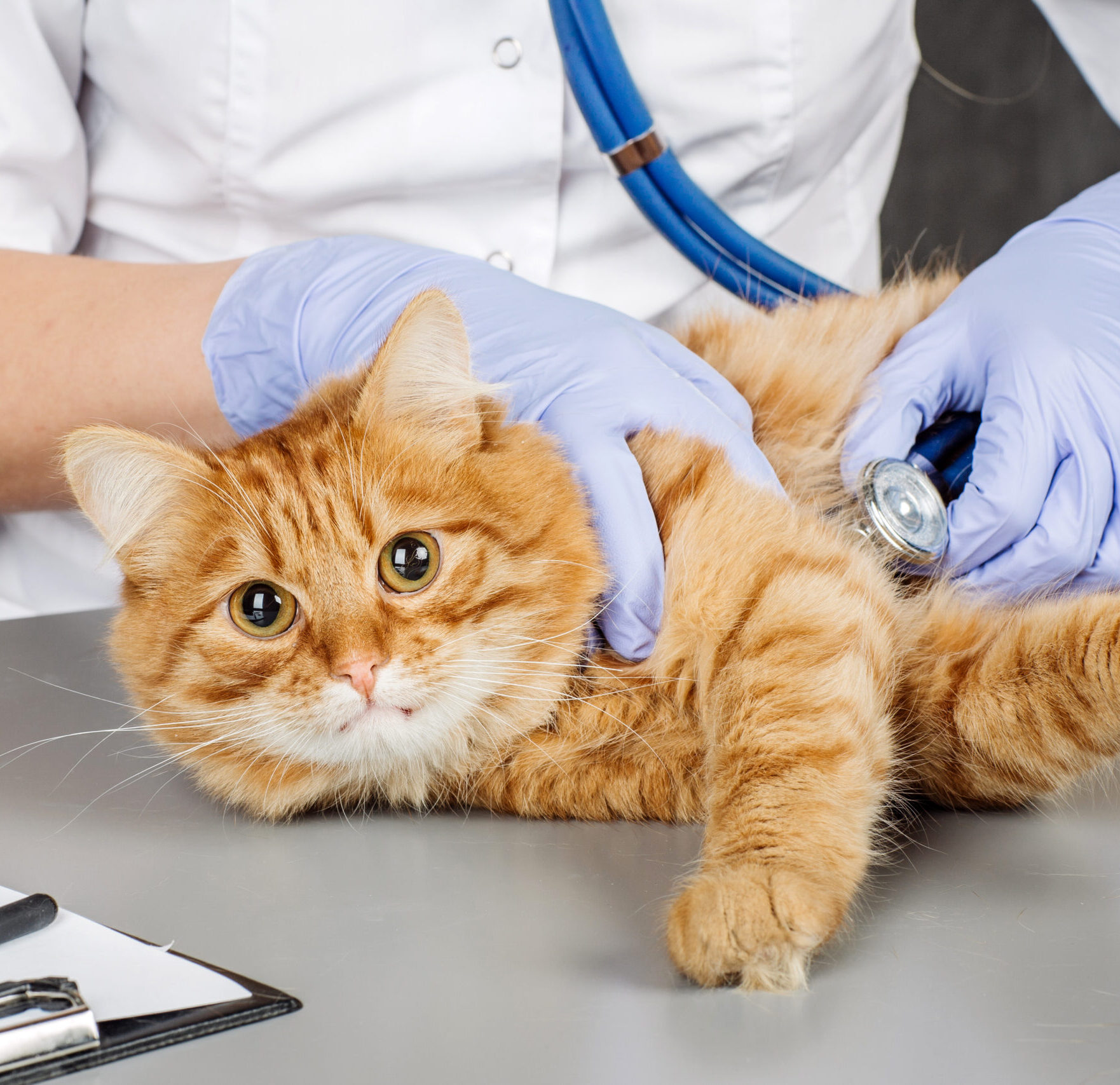 Orange tabby cat being examined by veterinarian