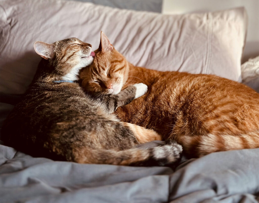 two cats cuddling and grooming each other on bed