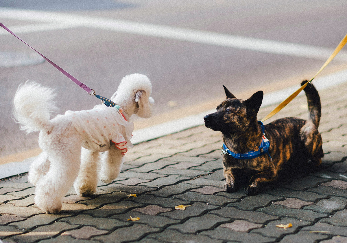two dogs meeting outside on leash