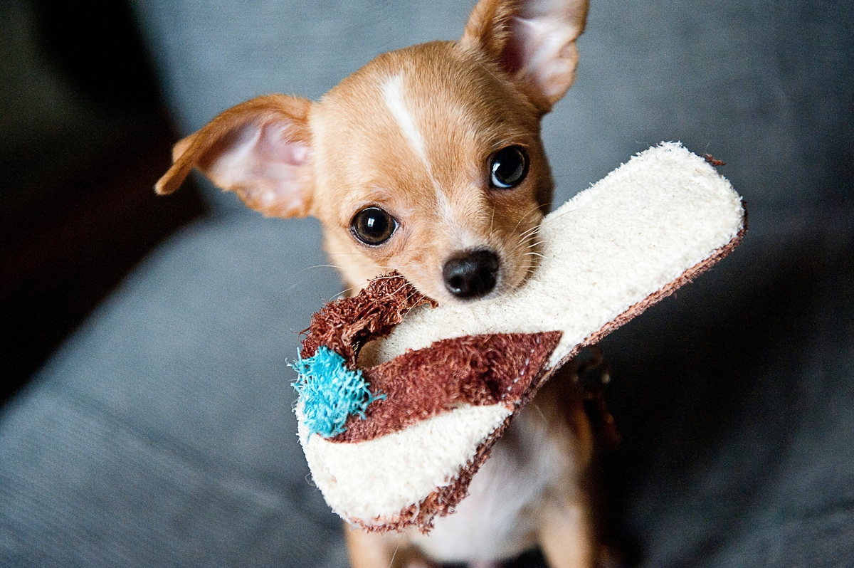 naughty chihuahua puppy chewing shoe