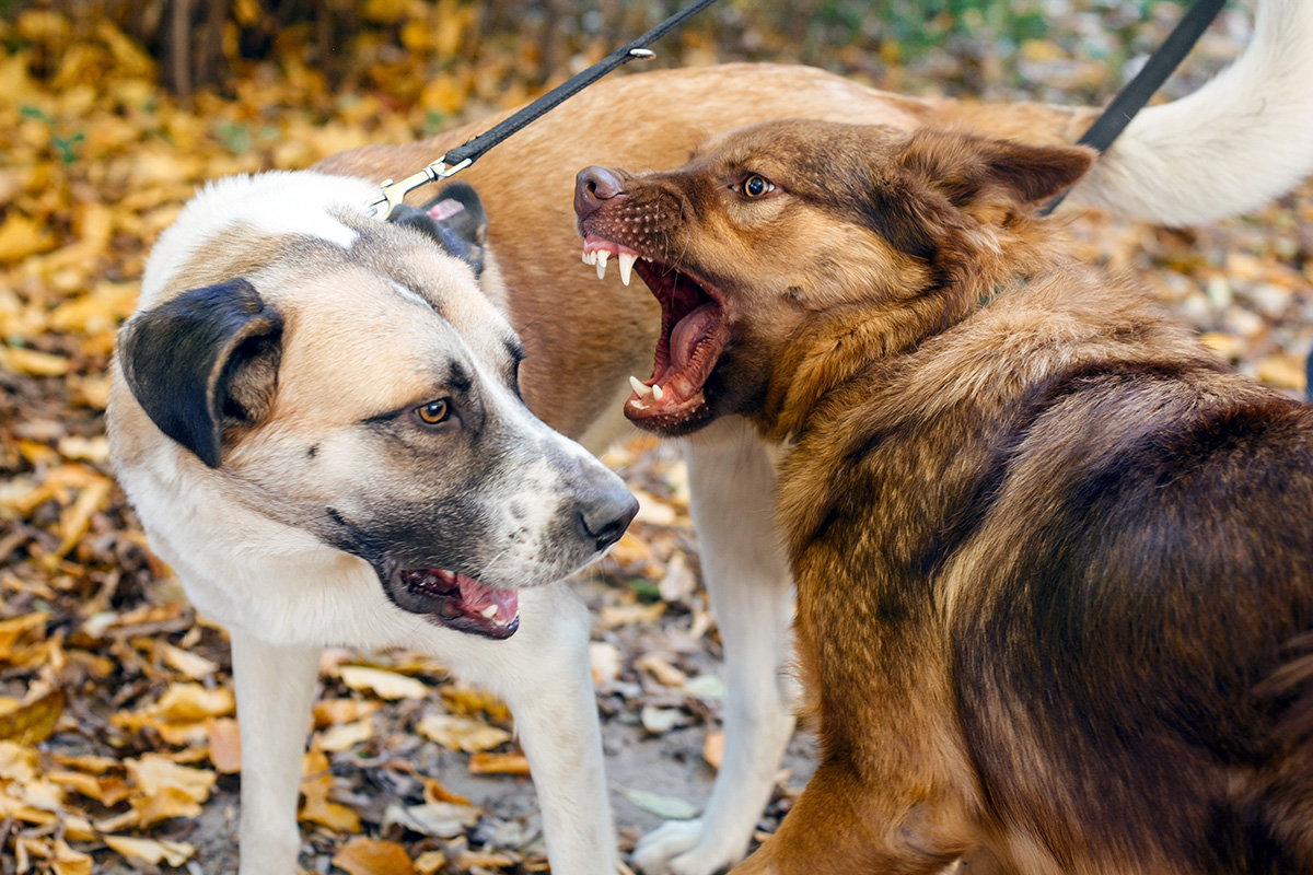 Two dogs fighting each other growling and snarling