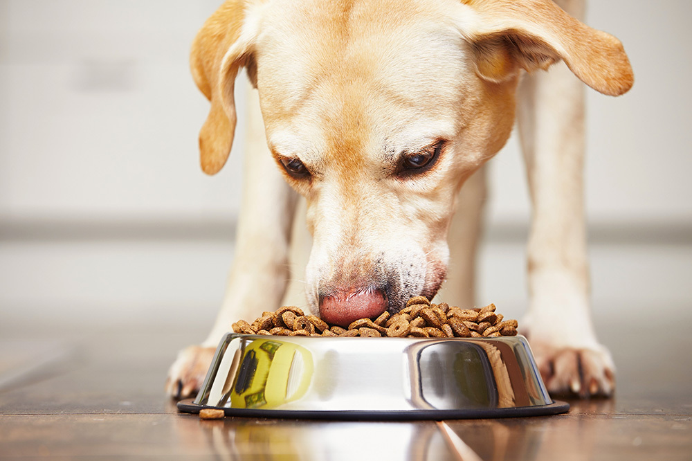 resource guarding dog with bowl of food