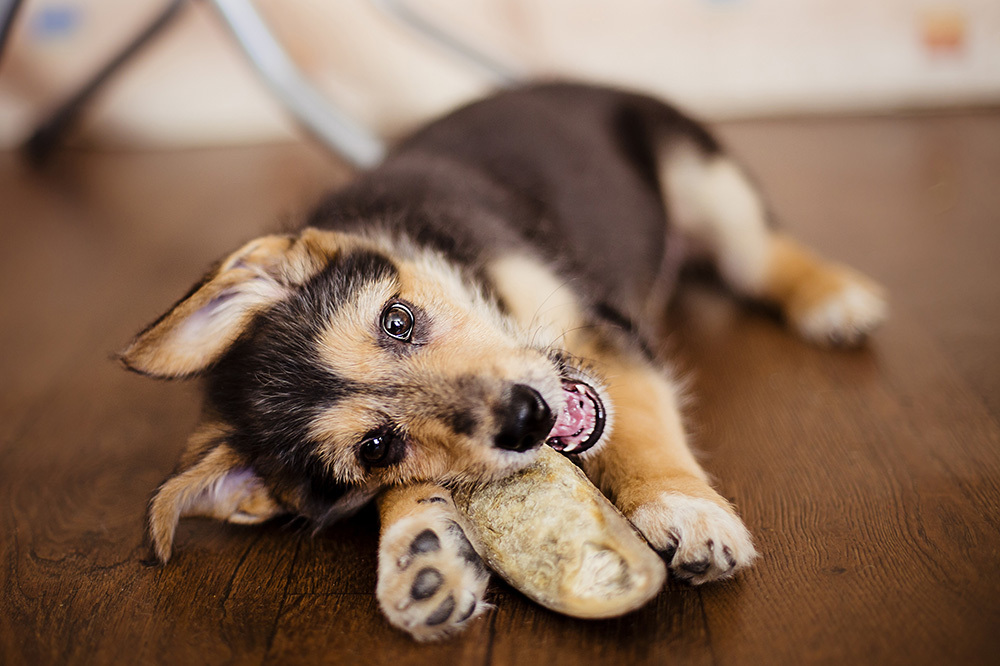 playful puppy chewing biting at toy