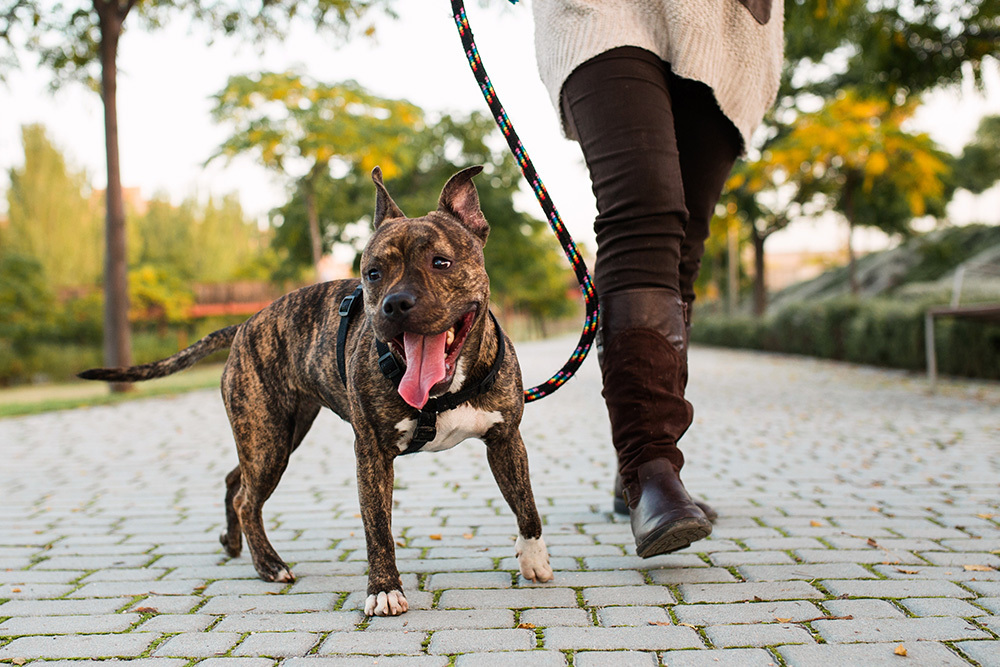 dog on leash out for walk with owner