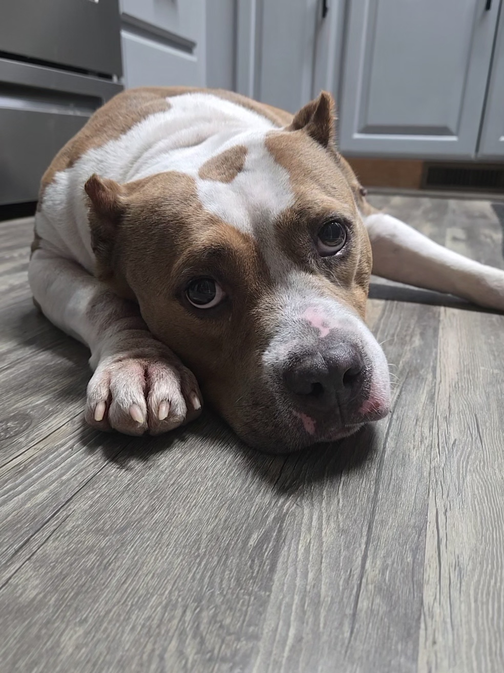 brown and white dog looks up as she lies with her head resting on the kitchen floor