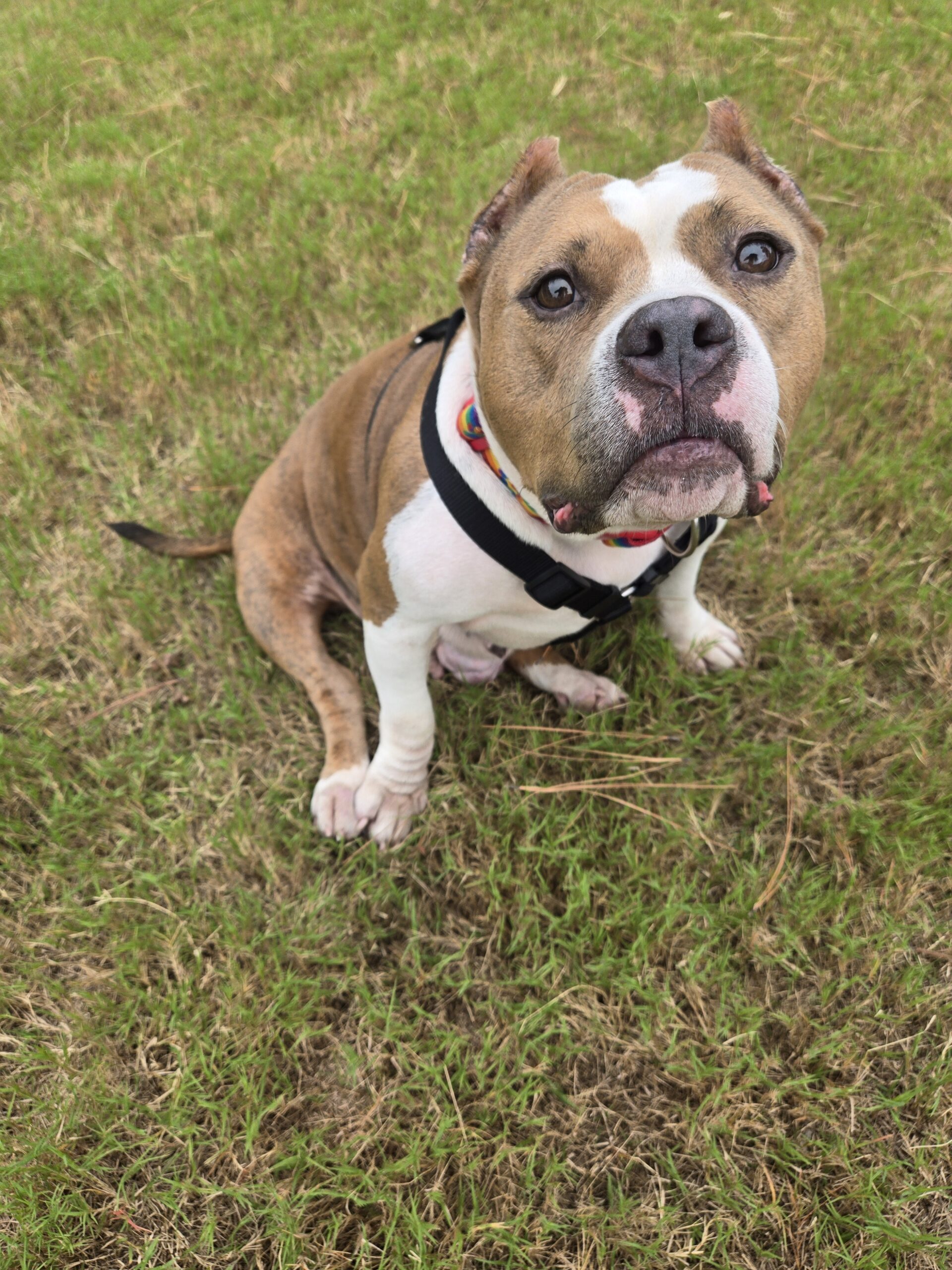 brown and white dog with cropped ears wearing a harness sits outside in the grass