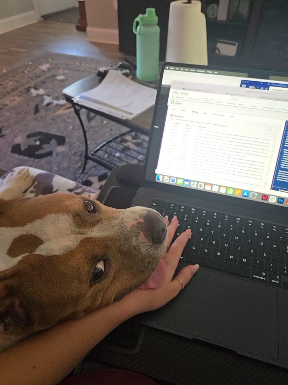 POV of a woman working at home on a laptop as the brown and white dog next to her rests her head on the woman's typing hand