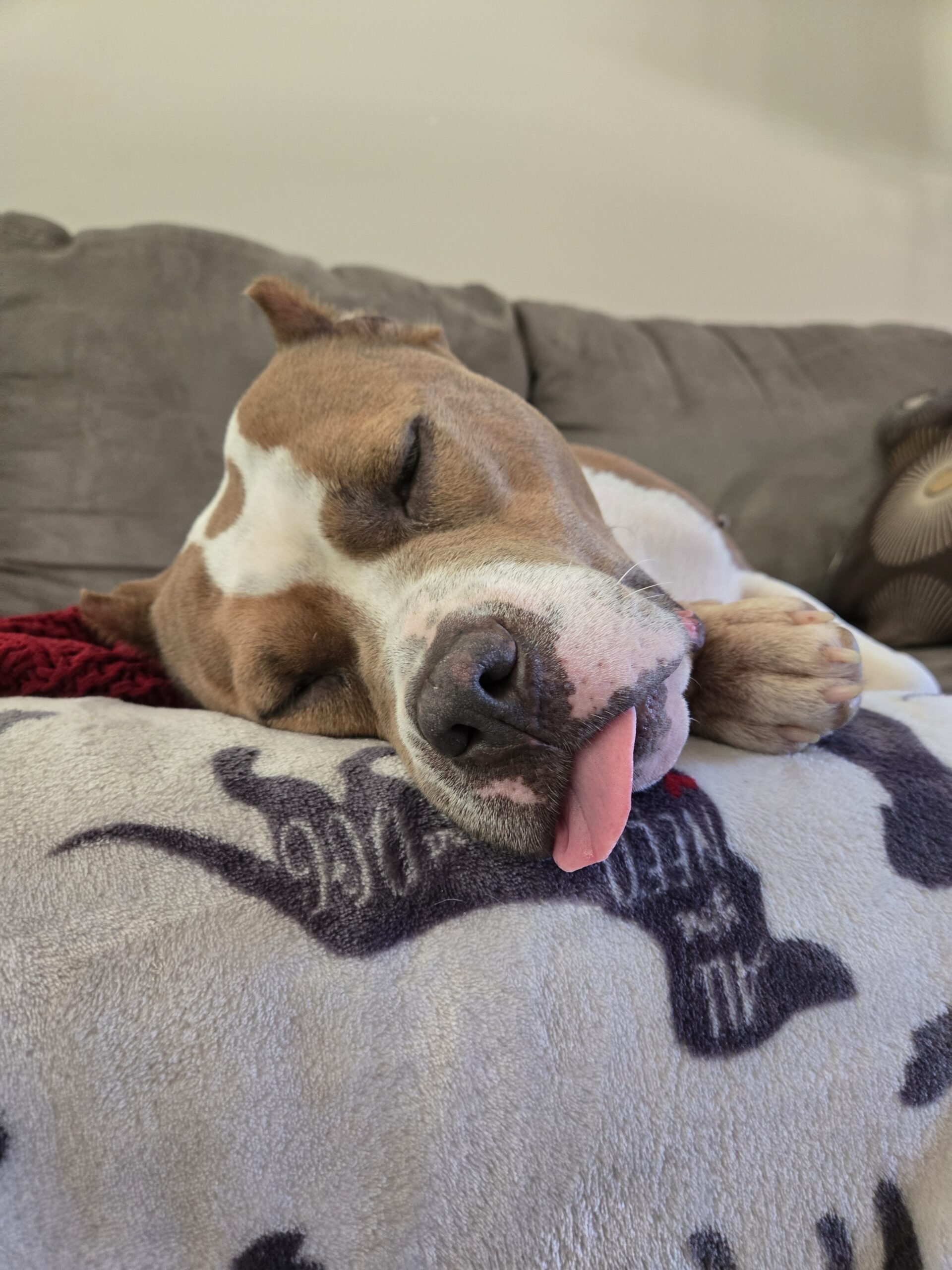 brown and white dog with cropped ears sleeps on the couch with her tongue hanging out of her mouth