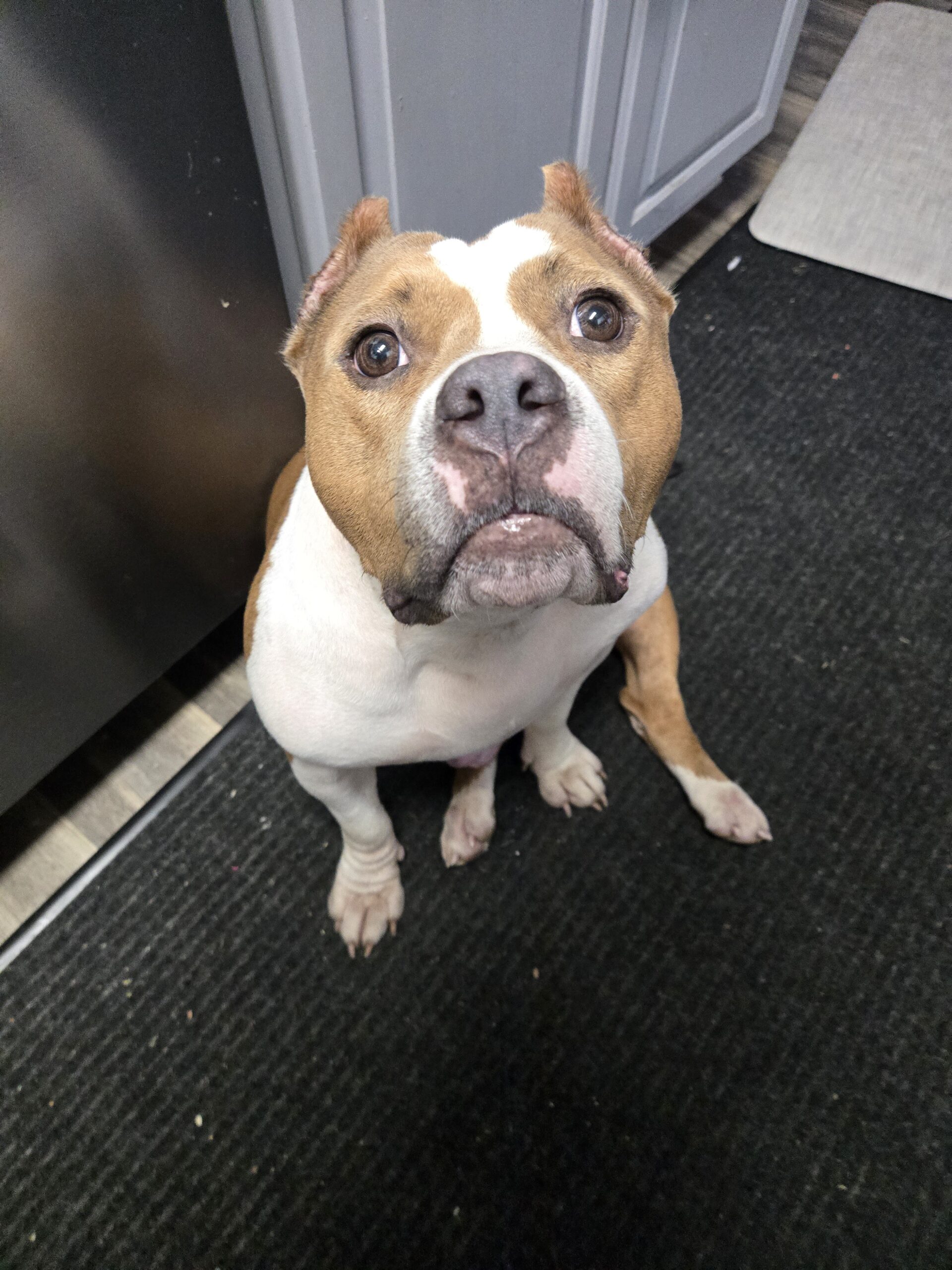 brown and white dog with cropped ears sits and looks at camera from the floor of her foster home