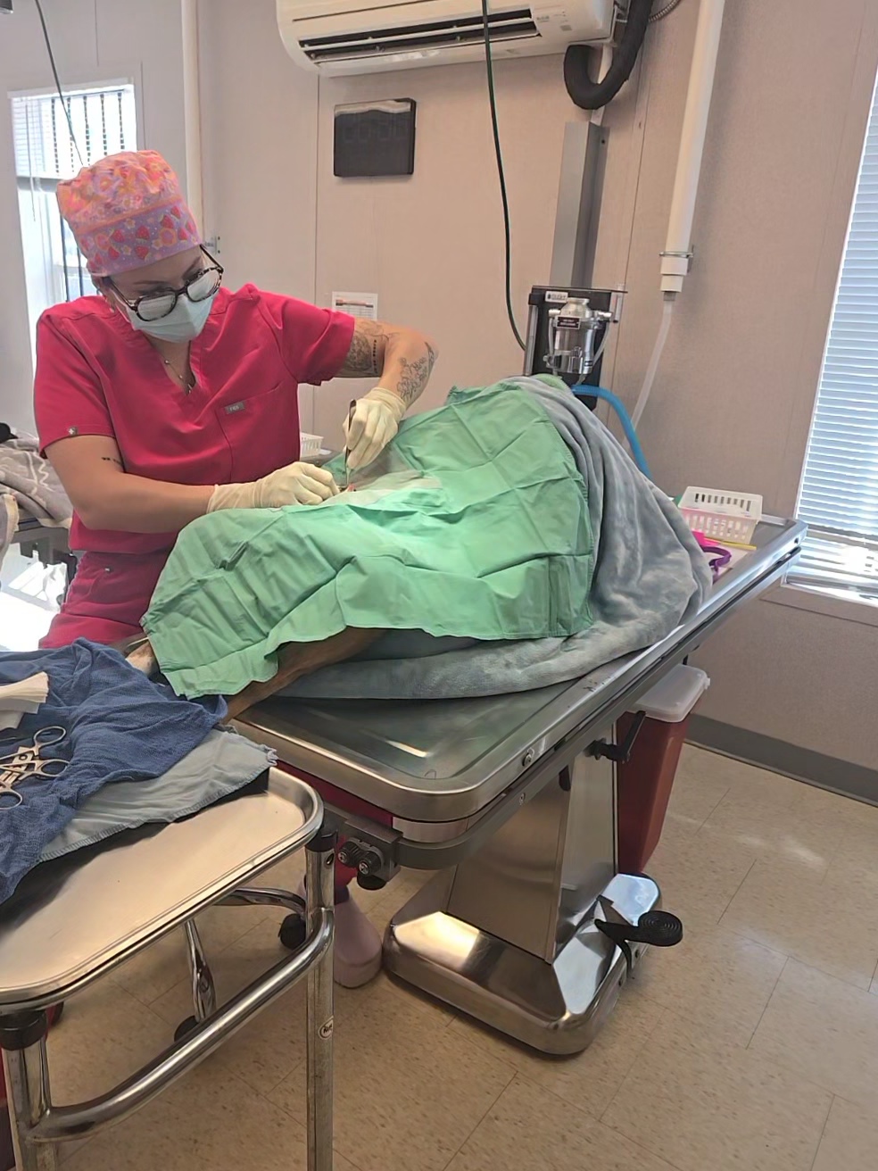 veterinarian performs spay/neuter surgery on a dog laying beneath a green surgery blanket
