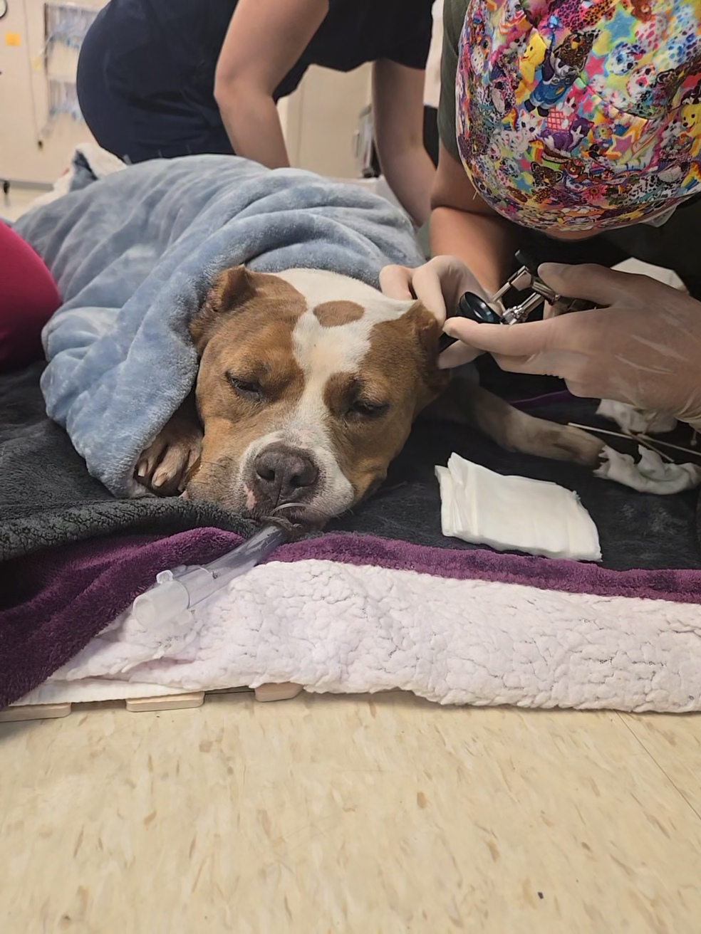 dog lays bundled in blankets as a vet tech examines the inside of her ears using an otoscope