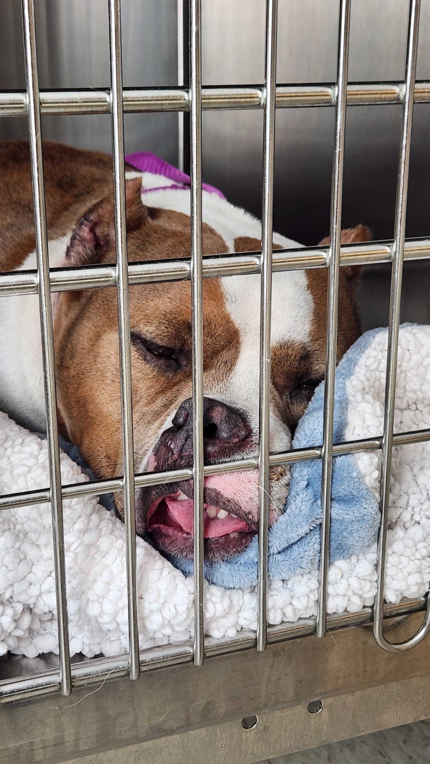 dog waking up from anesthesia squishes her face against the door of her recovery kennel