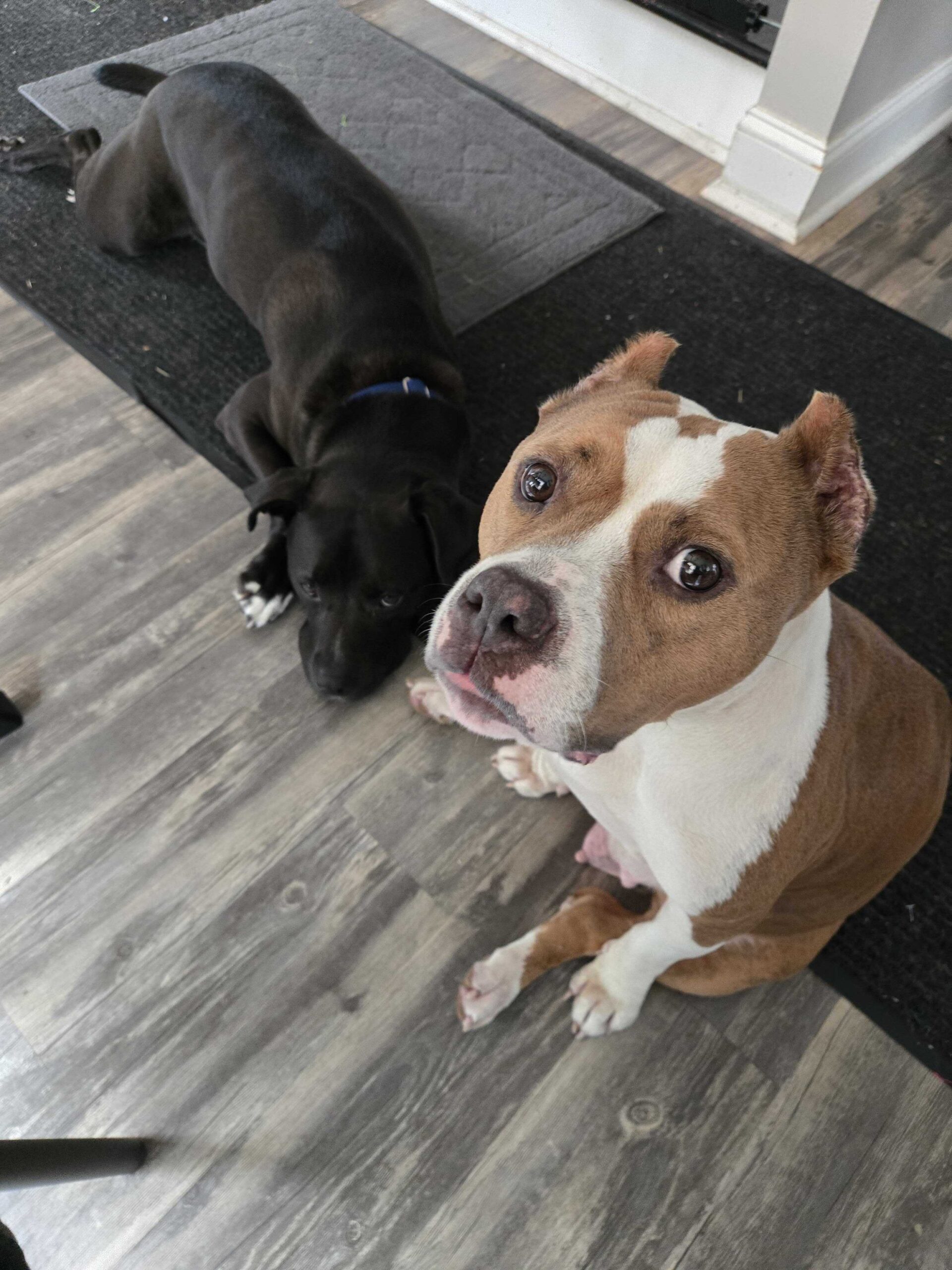 a black dog lays and a brown and white dog sits on the runner inside a foster home
