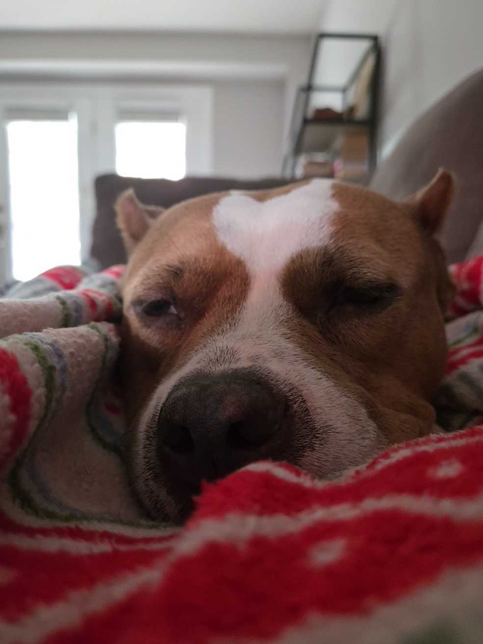 dog resting her head on a blanket with eyes closed while laying on the couch inside her foster home