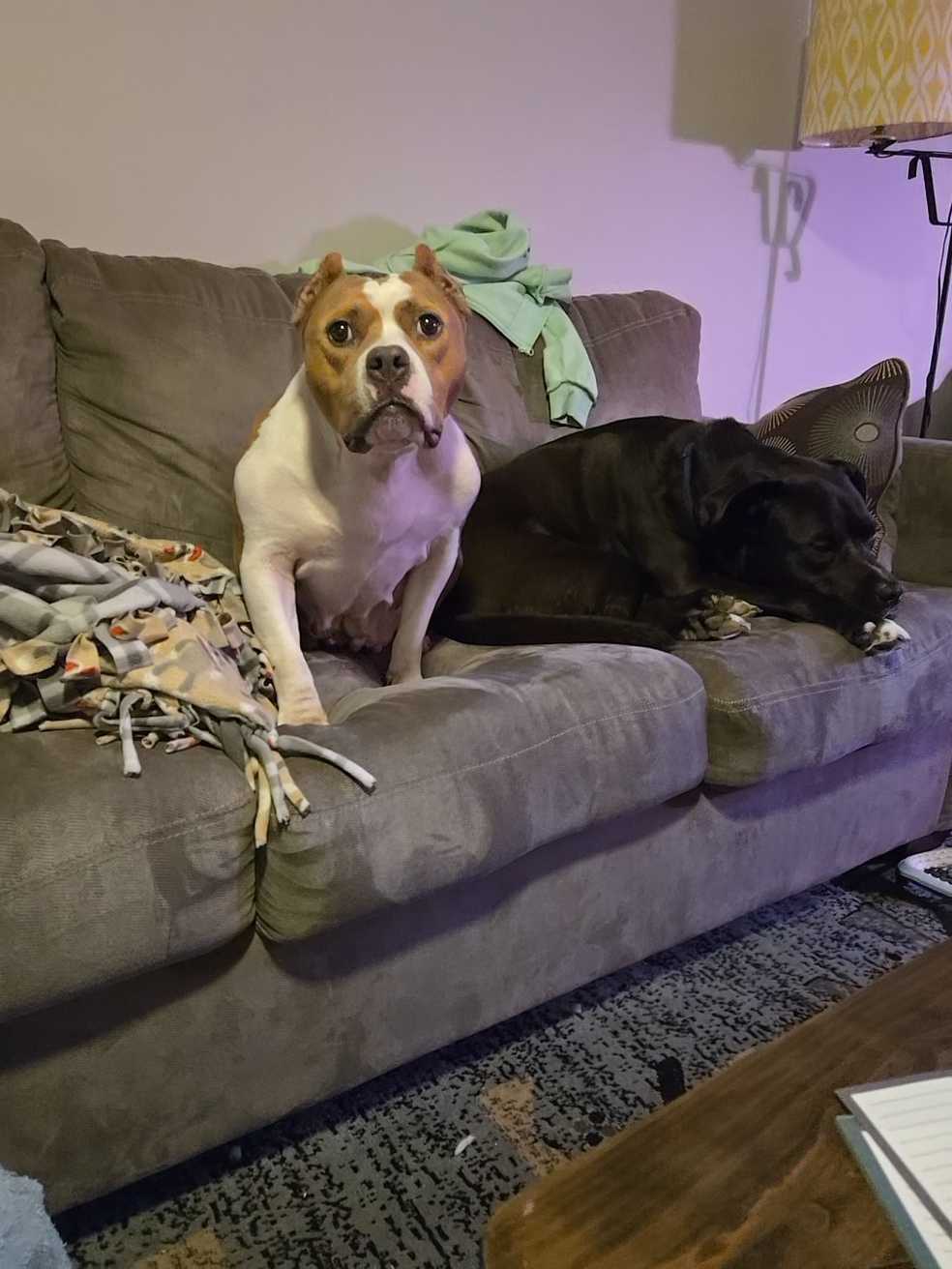 two dogs sit side-by-side on a gray couch in the living room of their foster home