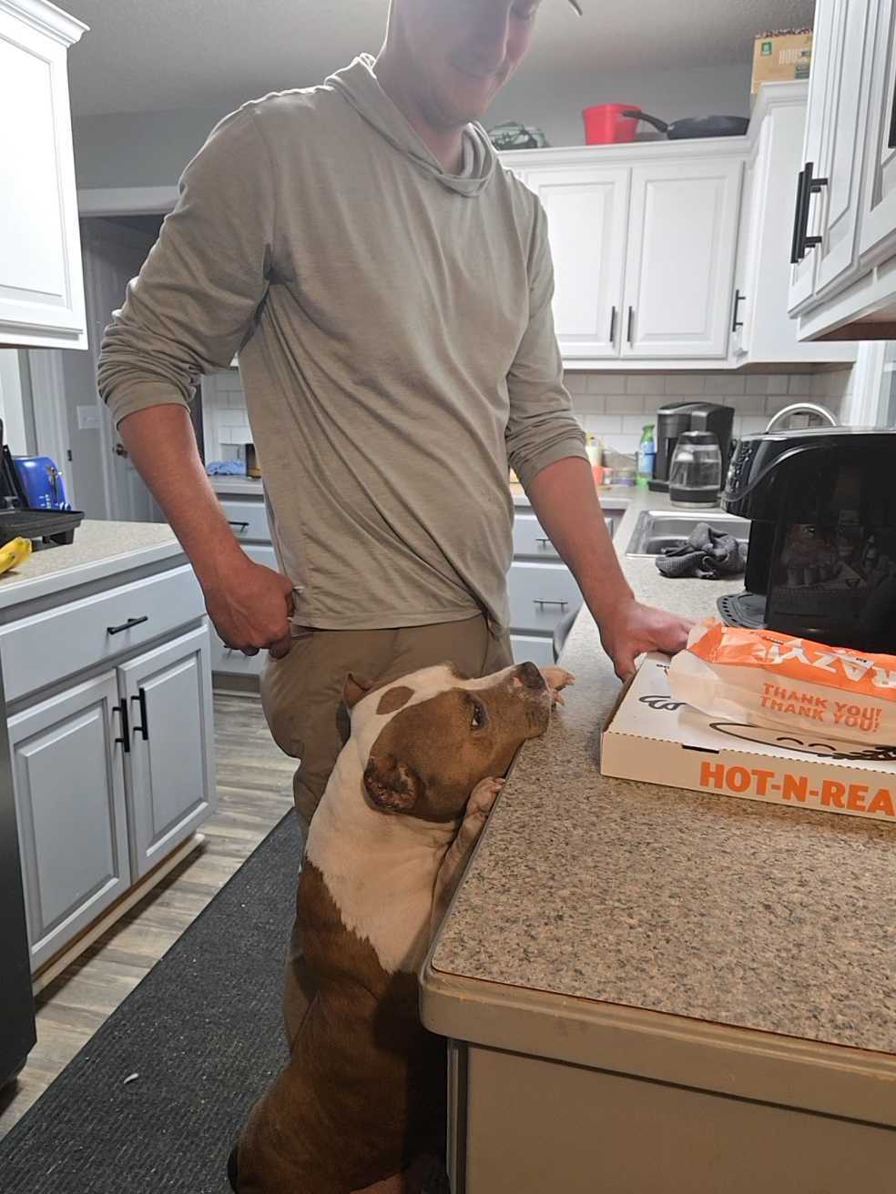 dog in a kitchen puts her paws up on the counter top to sniff the pizza box placed down by the man nearby