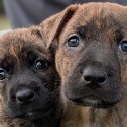 The Story of the Box Puppies