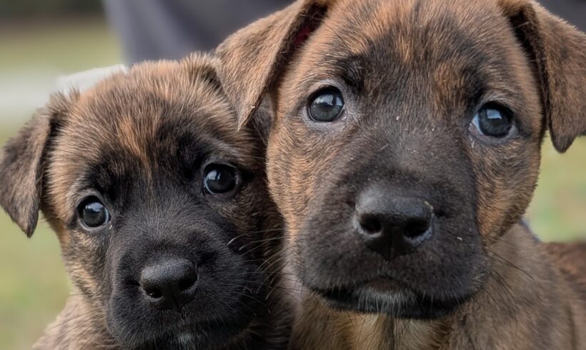 The Story of the Box Puppies